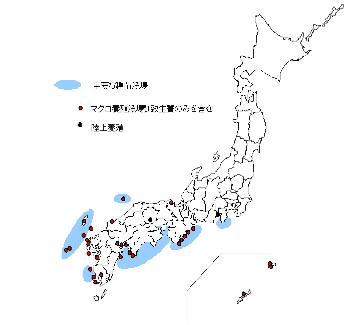 マグロ養殖の現状